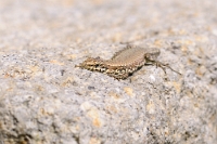 10245 Podarcis muralis (Lucertola muraiola)